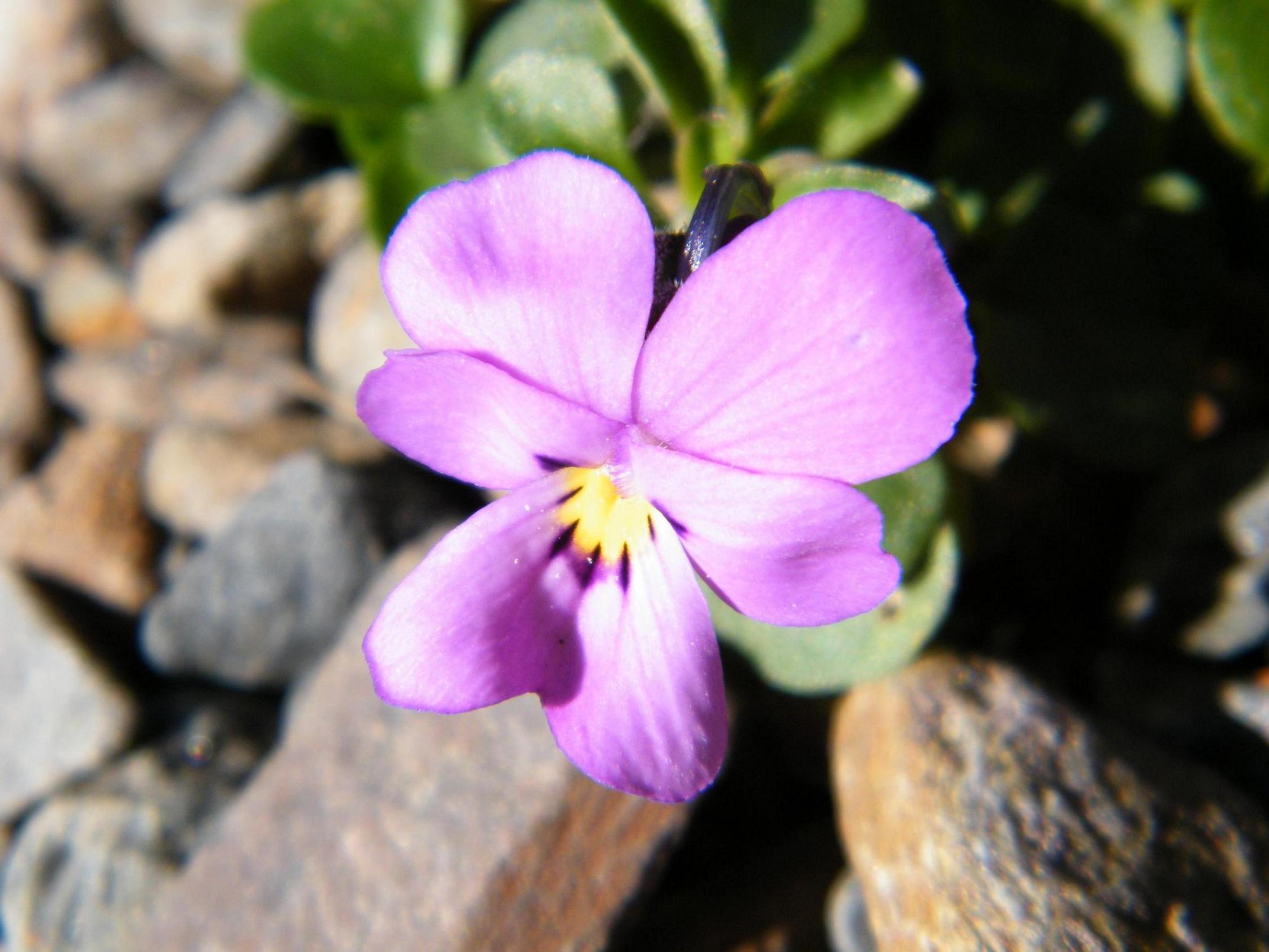 Viola comollia  -  Viola di Comolli